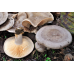 Мицелий Млечника жгуче-млечного / Млечник садовый (Lactarius pyrogalus)